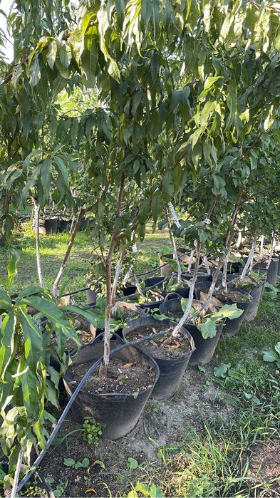 Pomi fructiferi columnari / pomi pitici