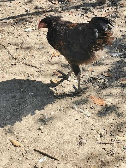 Vand cocosi australop