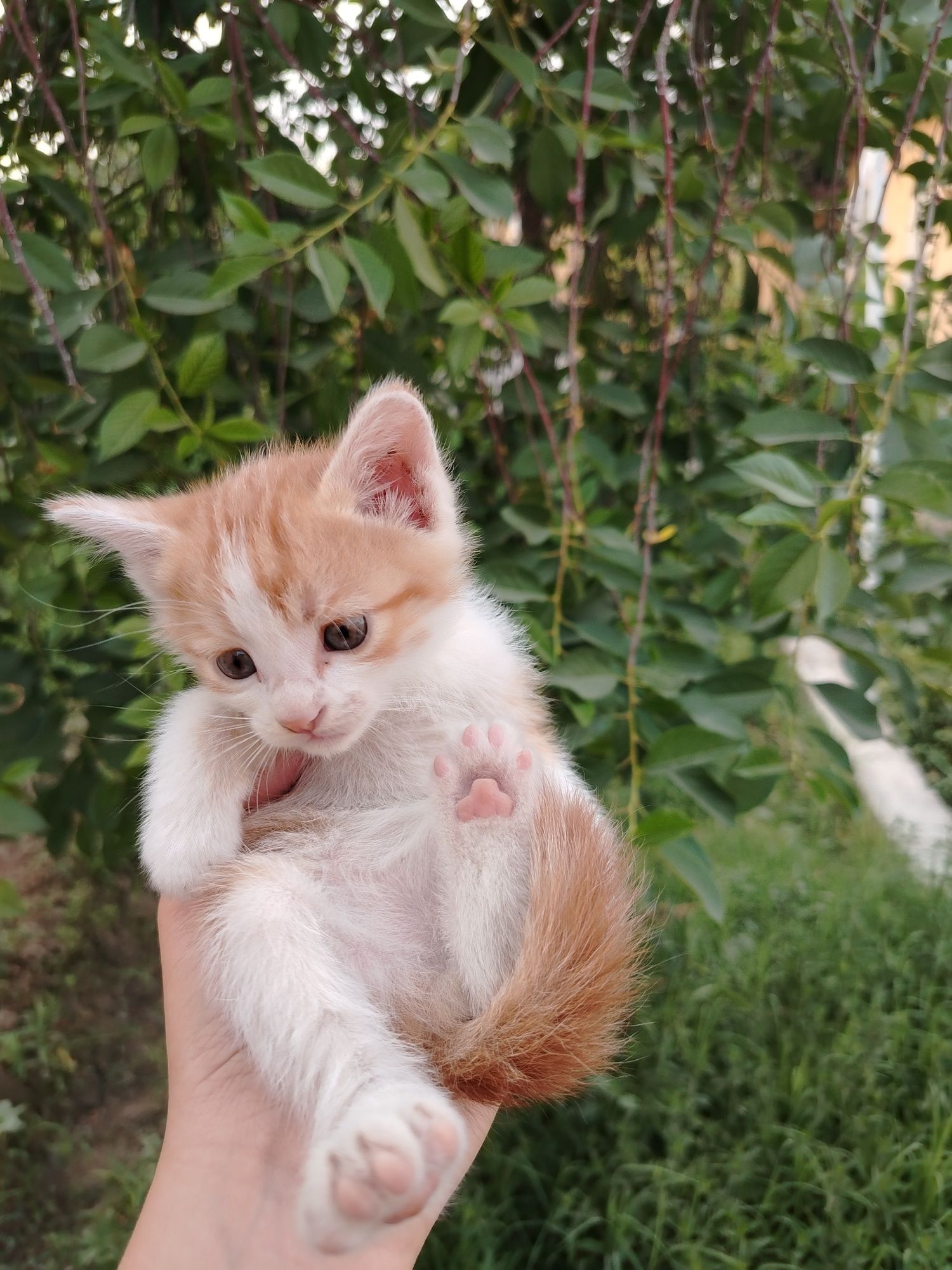 Котята, черно-белая девочка,рыжий мальчик, игривые