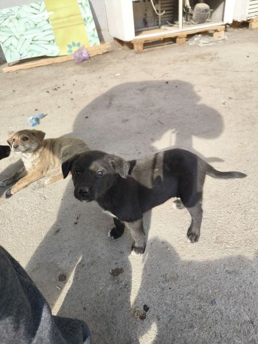 Отдам в хорошие руки щенков дворняжек!