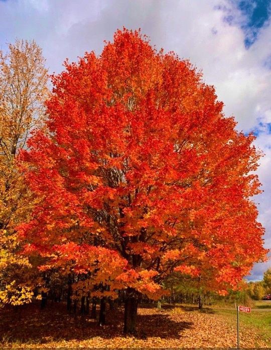 Liquidambar (Arborele De Guma )
