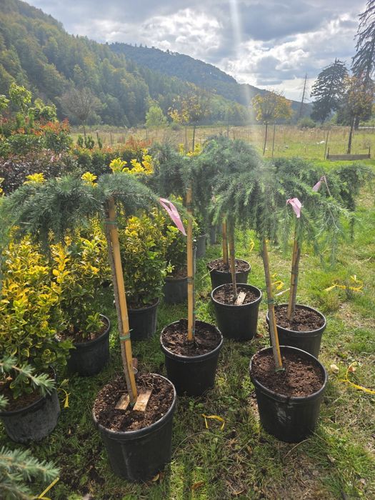 Plante ornamentale mestecan si tei