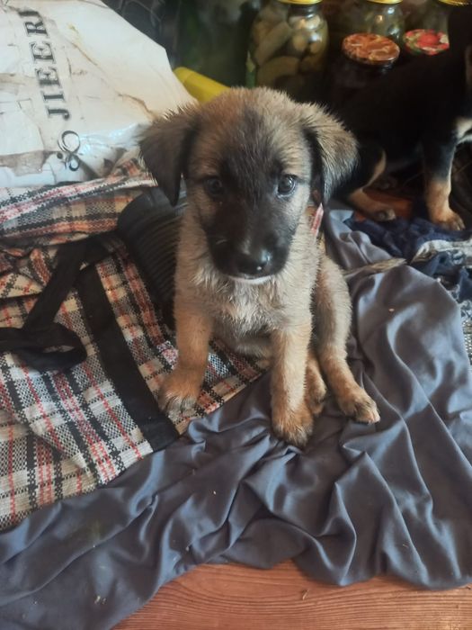 Отдам щенков в хорошие руки