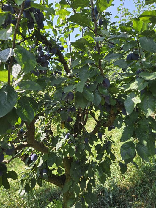 Prune Stanley livada sau la lădițe sau saci