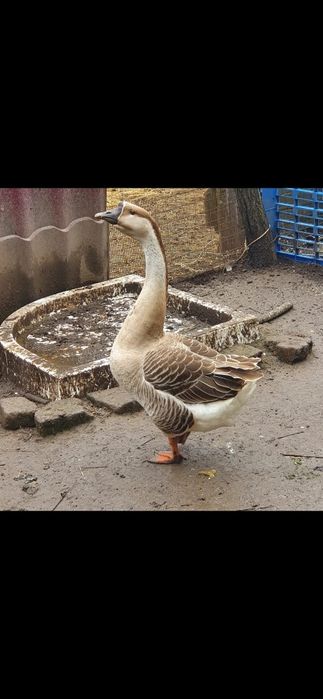 Vand Gaste crescute pe apa