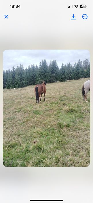 Vand mânzǎ in jur de 3 ani!!!