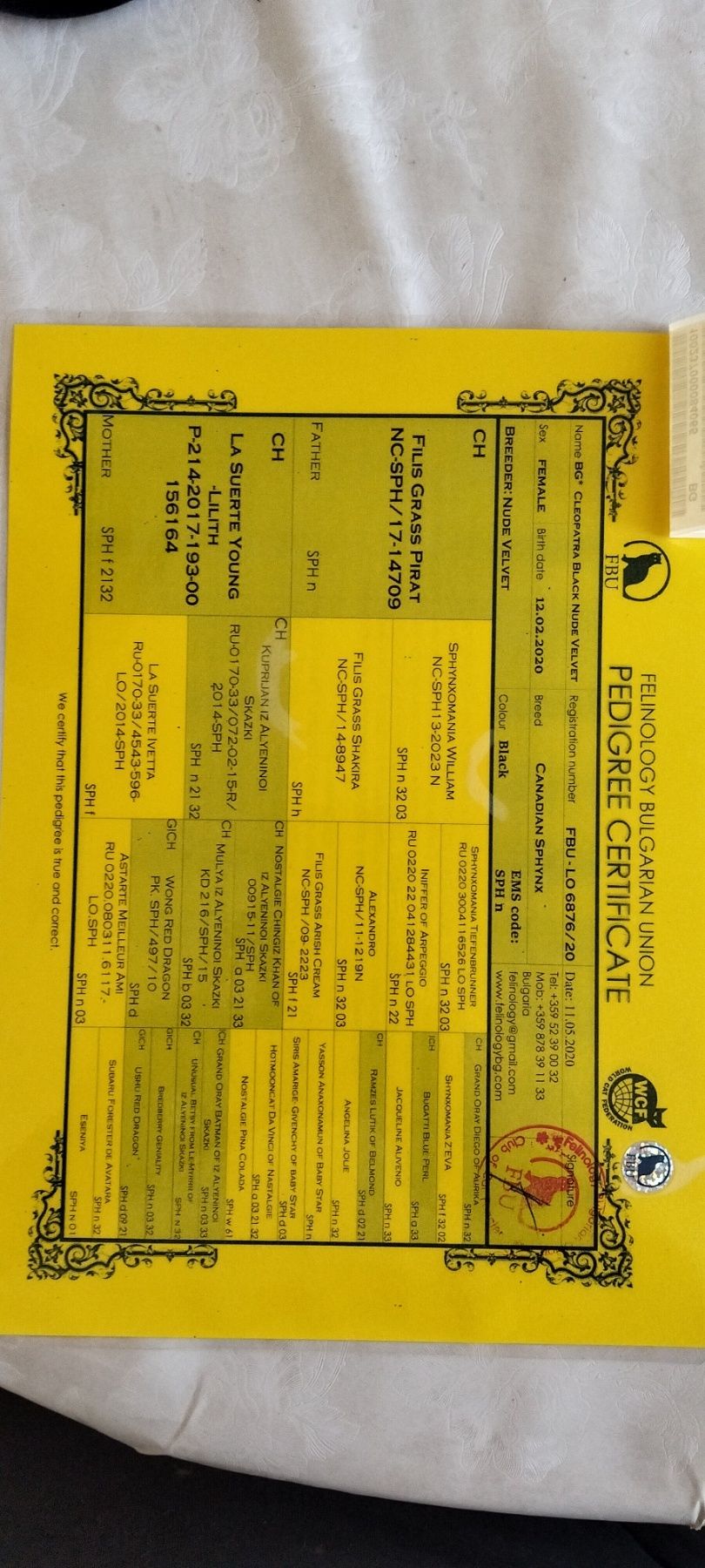 Канадски  сфинкс