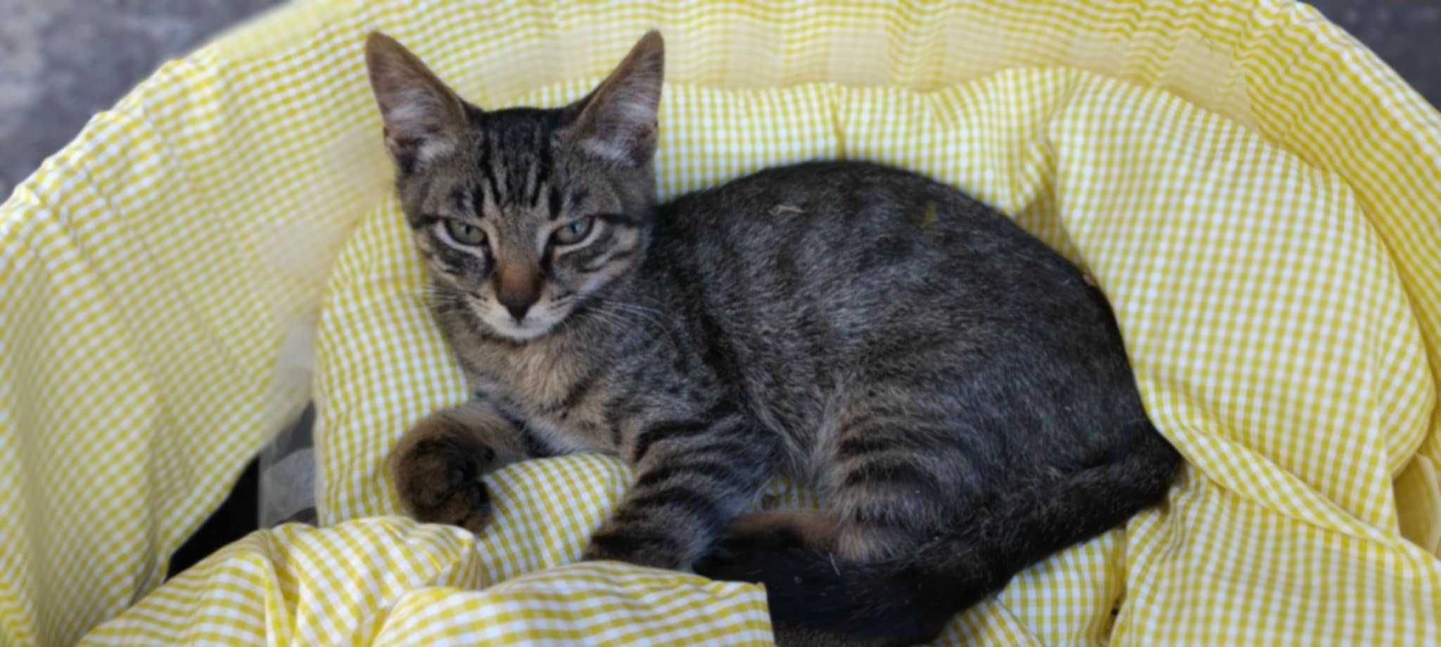 4 котета спешно търсят дом
