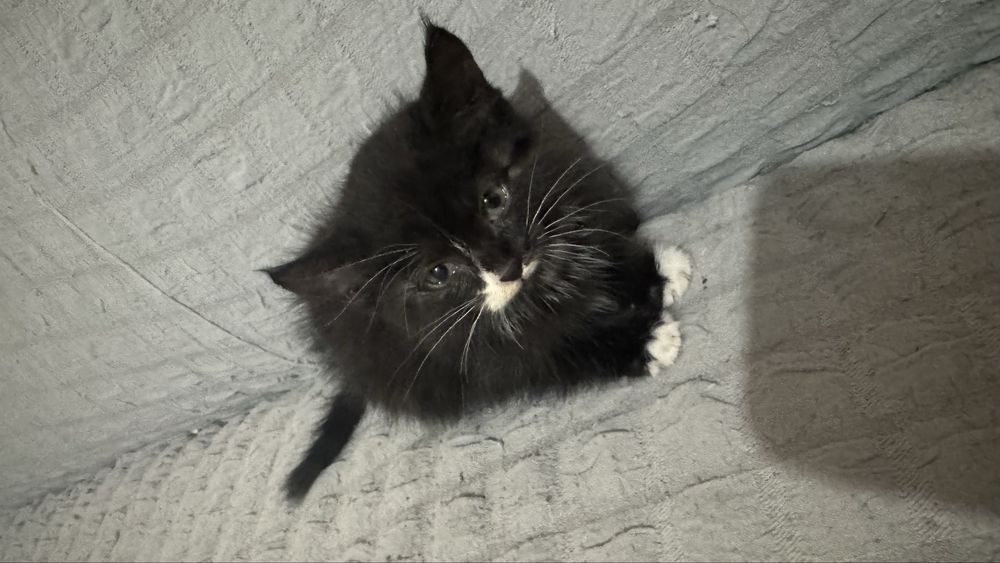 Бесплатно Котенок,девочка 1месяц,кушает домашьнюю еду