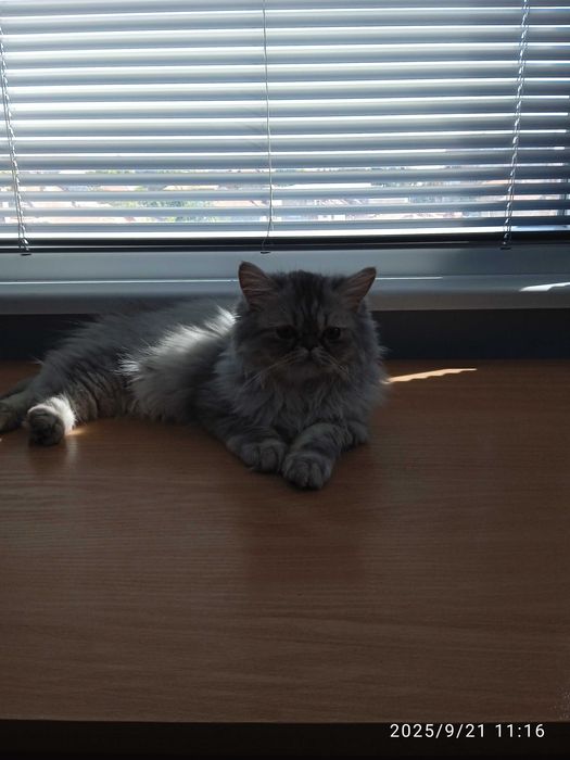 Персийски котенца