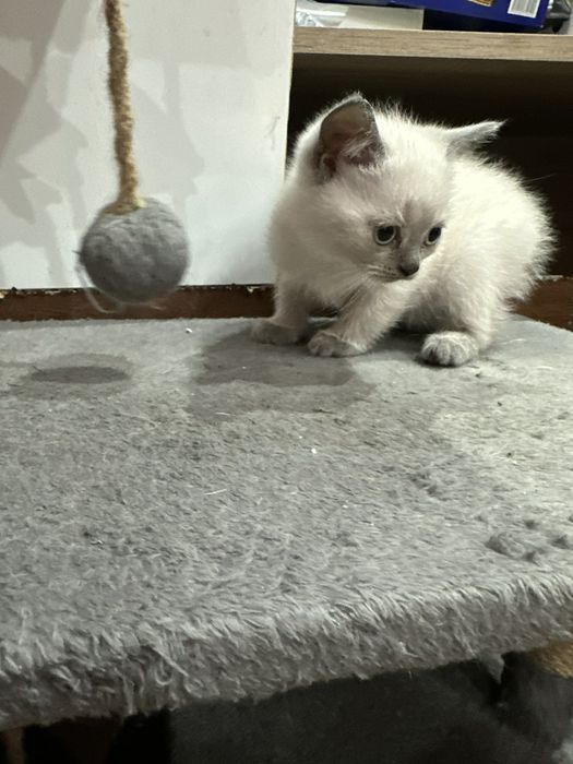 Малки британски котенца