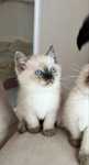 British shorthair colorpoint