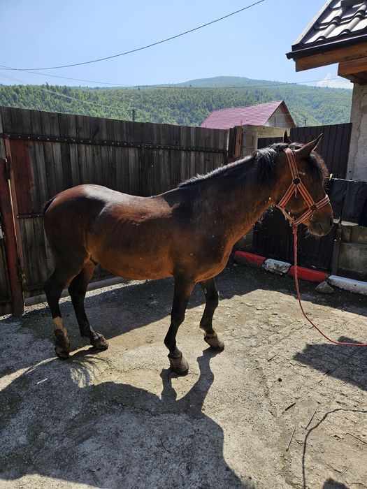 Vand armasar cuminte