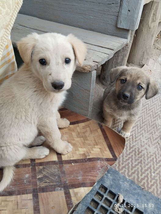 Добрые щенята очень