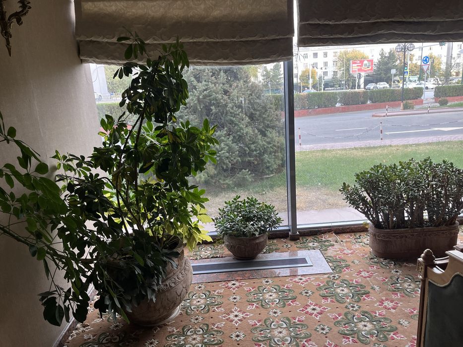 Комнатные растения, для офиса в премиальных горшках