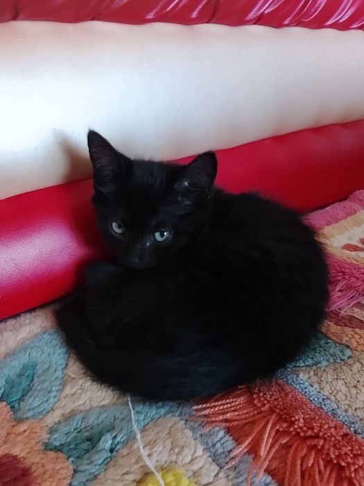 Отдам в добрые руки  котят два брата мышеловы