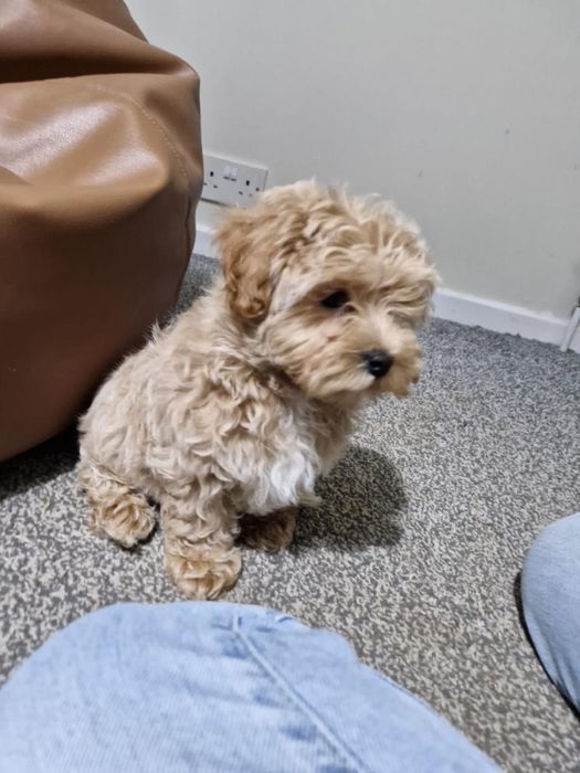Maltipoo mini jucausa
