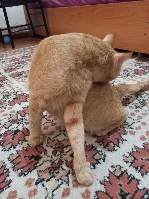 Mushuk juda yoqimli yaxshi yuvvosh