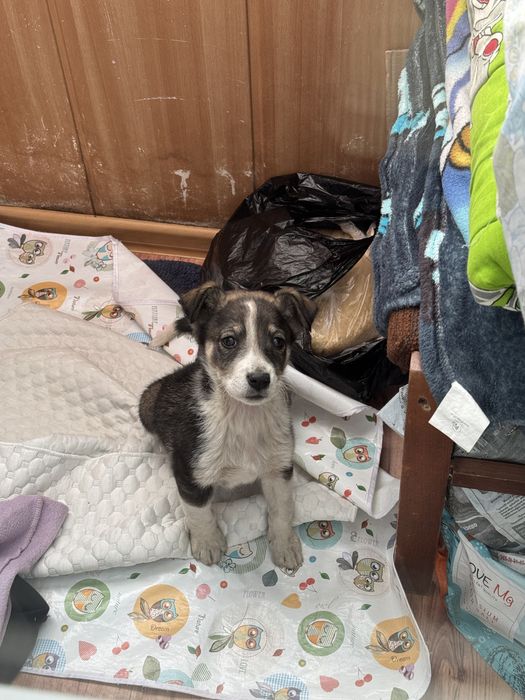 Собачка Баби ищет дом, хороших хозяев.