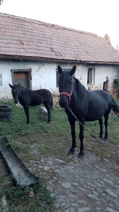 Vând Iapă 5 ani preț negociabil