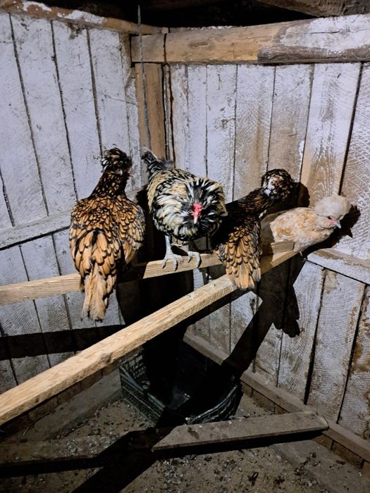 Vând familii de găini de rasa