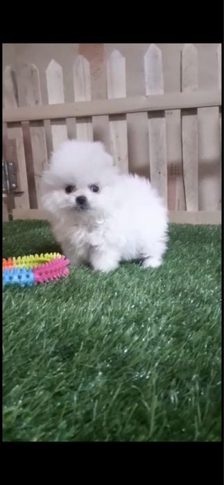 Игрушечные мини шпицульки