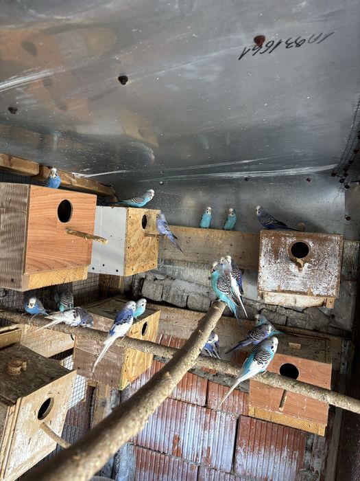 Vand diferite specii de papagali