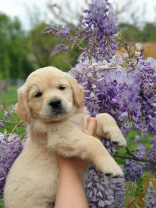 Golden Retriever de vanzare cu pedigree tip A/ părinți campioni
