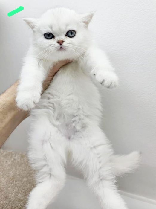 котики британские