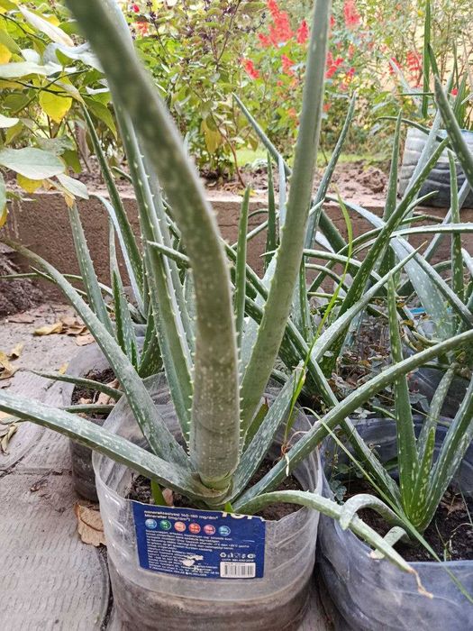 Aloe Vera, 1 yillik