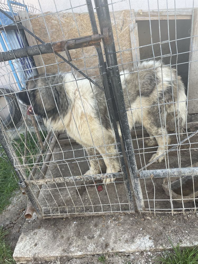 Vand sau schimb Caine ciobanesc de Bucovina