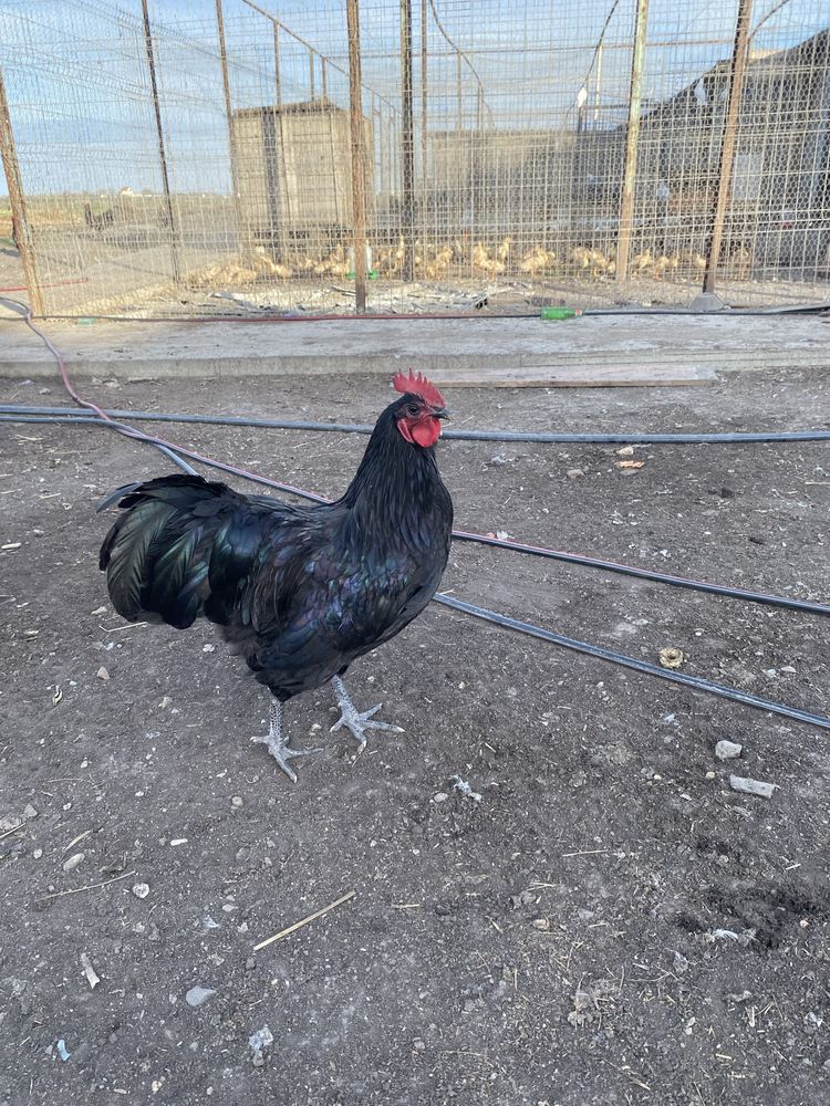 Vand cocosi australorp