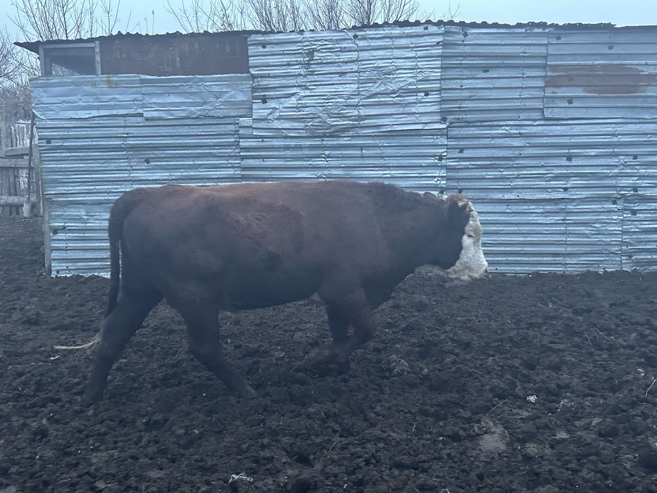 продам быка на мясо
