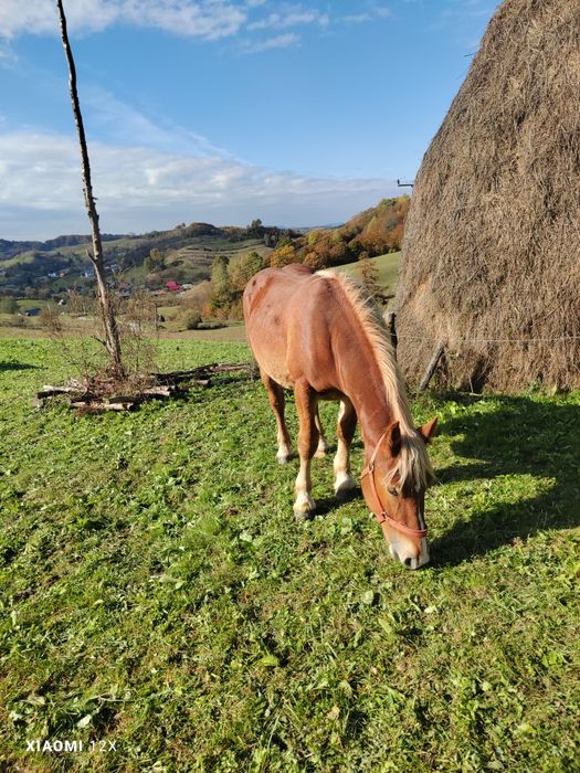 Vând mânz foarte cuminte.