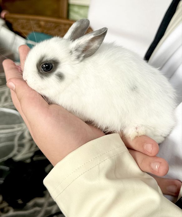 Карликовые кролики