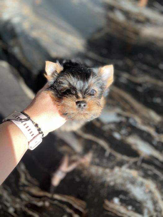 Yorkshire terrier
