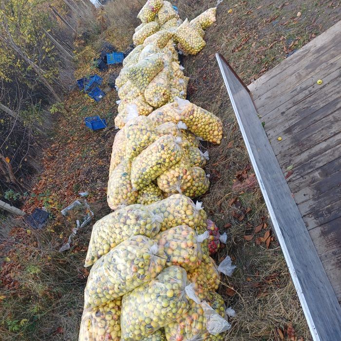 1,5lei mere golden pentru suc,țuica,industrializare!!!