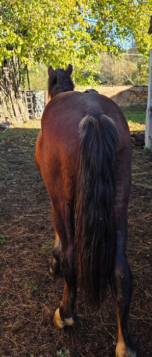Vând cal in comuna Bolvasnita