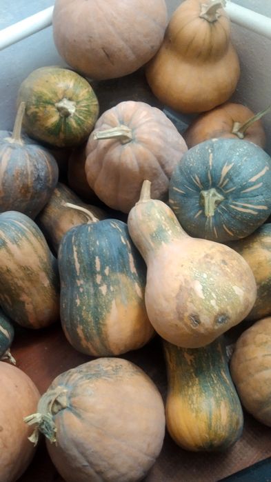 продам мантную тыкву