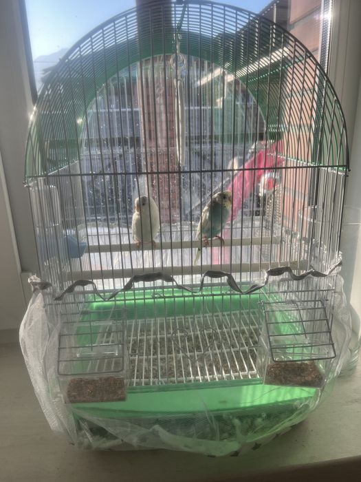 Волнистые попугаи