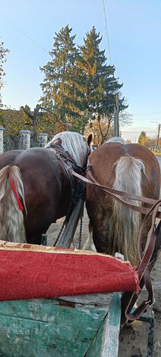 Doi harmasari de 4 pá 5ani