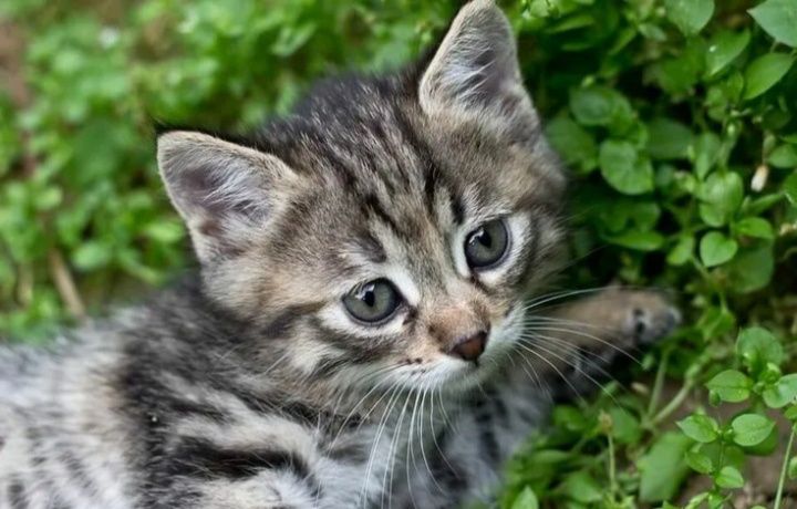 Отдам котенка в хорошие руки