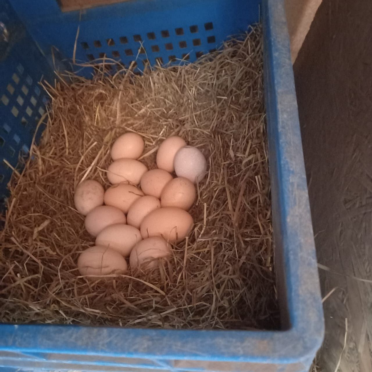 Продам инкубационые яйца дакана