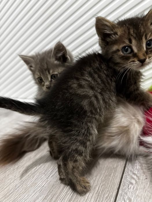 Маленький пушистик