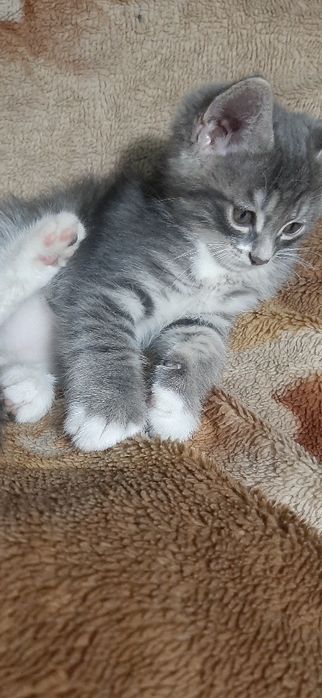 Котята в заботливые руки