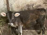 Vand 2 vitele intarcate