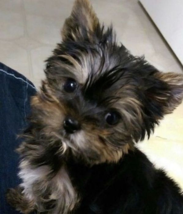 Yorkshire terrier talie mica