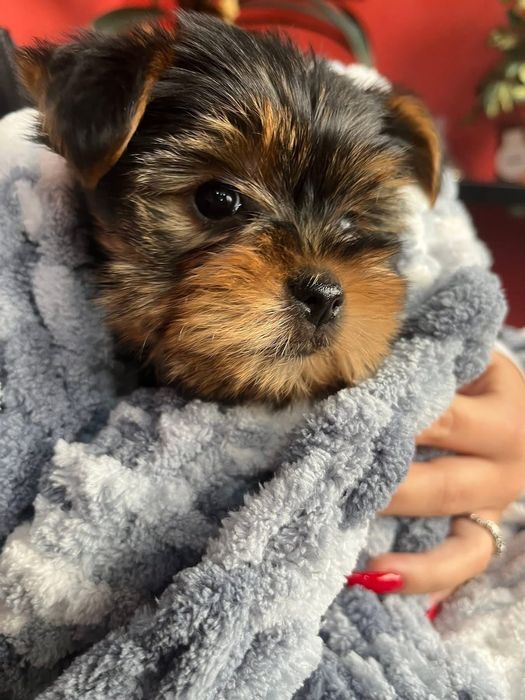 Бебе Йоркширски териер