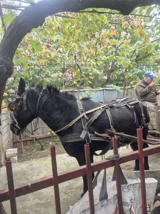 Vand iapa blanda si muncitoare!