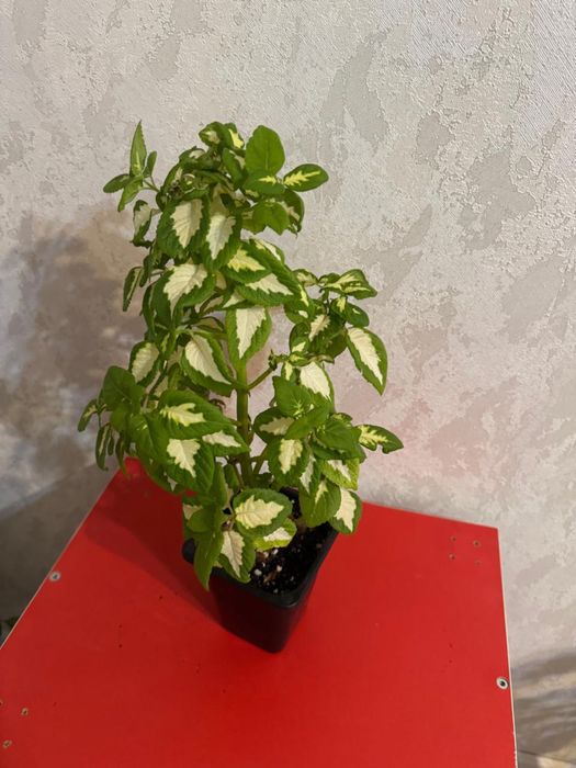 Продам комнатный цветок сортовой Колеус